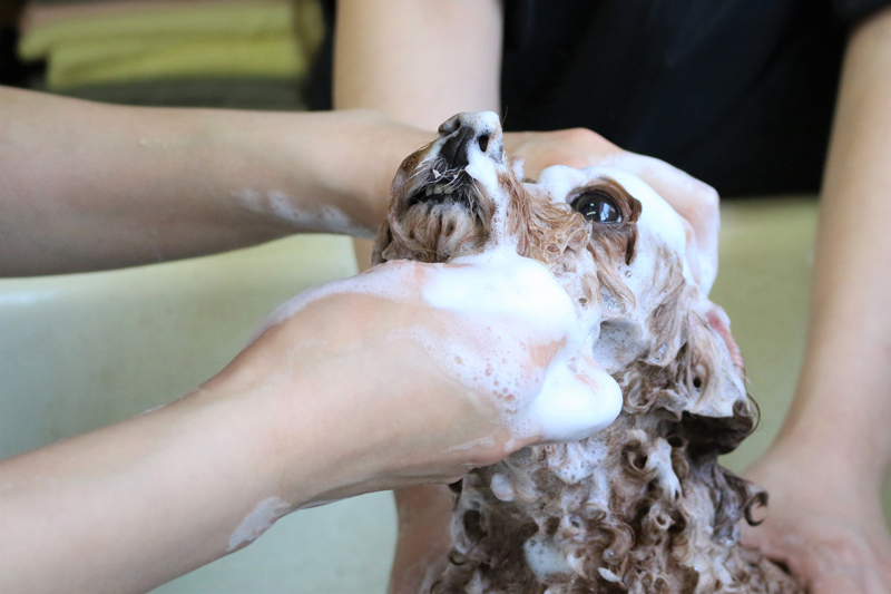 マイクロバブル・ウォッシュ・システム